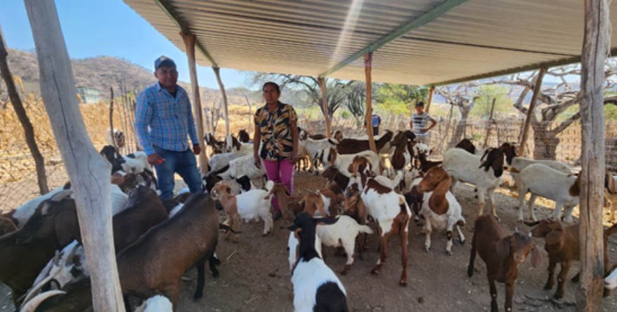 Cerco ante rabia bovina