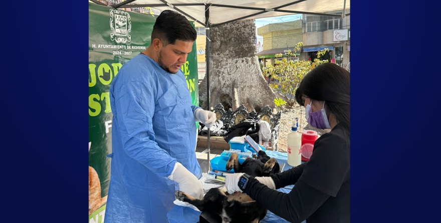 Rioverde: Suman 6,300 esterilizaciones de mascotas