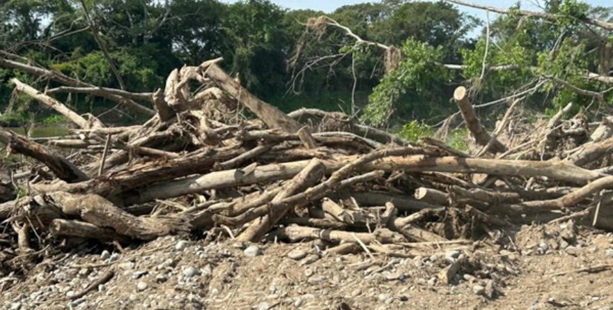 Son retirados árboles afectados por lluvias