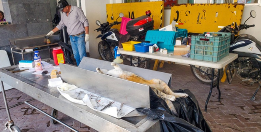 Esterilizan mascotas en Villa Juárez