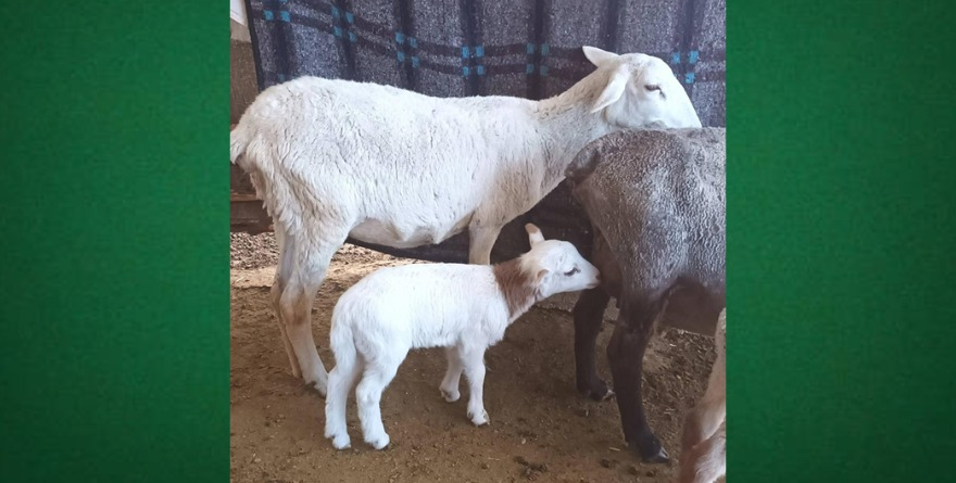 Sanidad animal en Villa Hidalgo