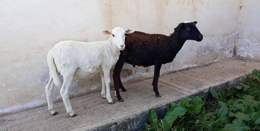 REUNIÓN INFORMATIVA SOBRE EL GUSANO BARRENADOR