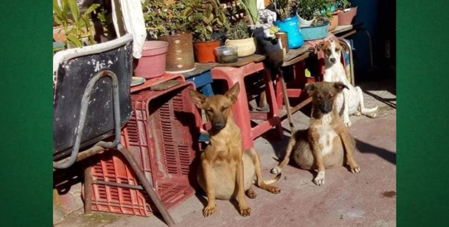 Emergencia por abandono animal