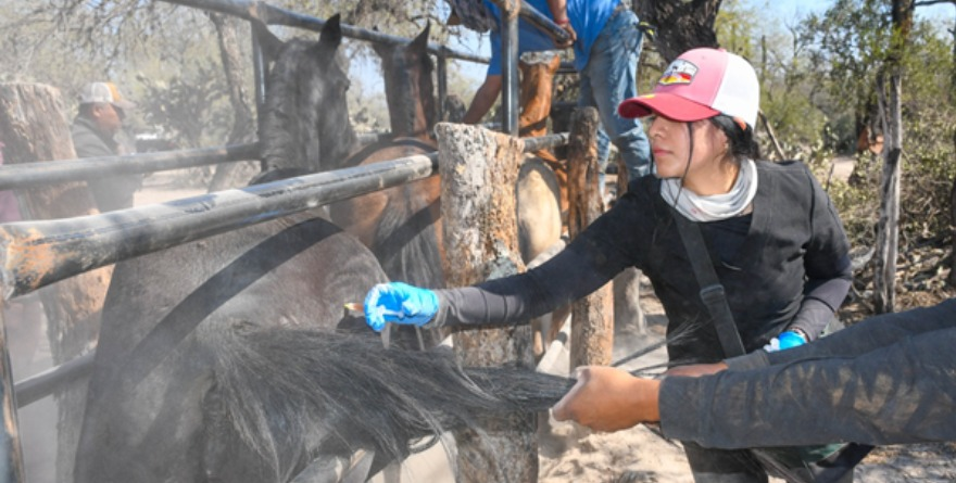 Blindan ganado en Guadalcázar