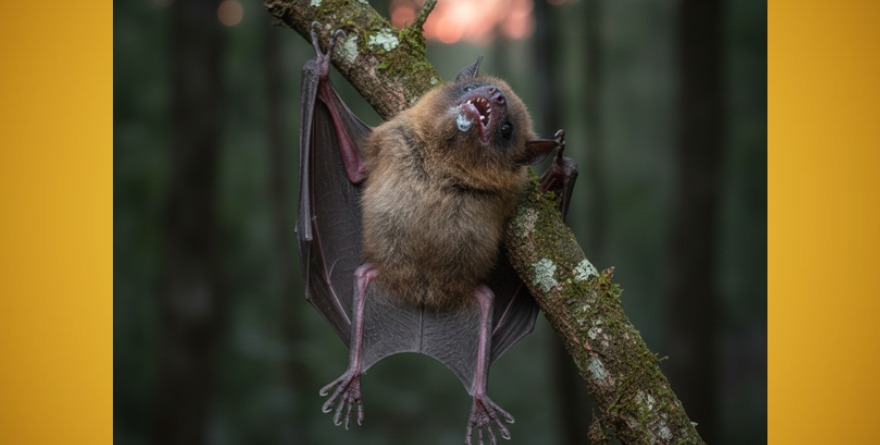 Brote de rabia paralítica en Villa Juárez