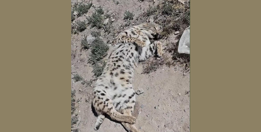 Hallan lince  rojo sin vida