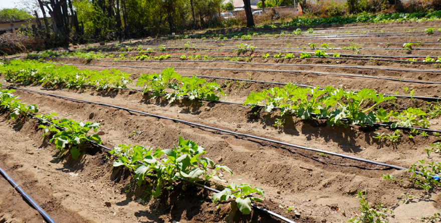 Fomentan cultivo escolar y educación ambiental