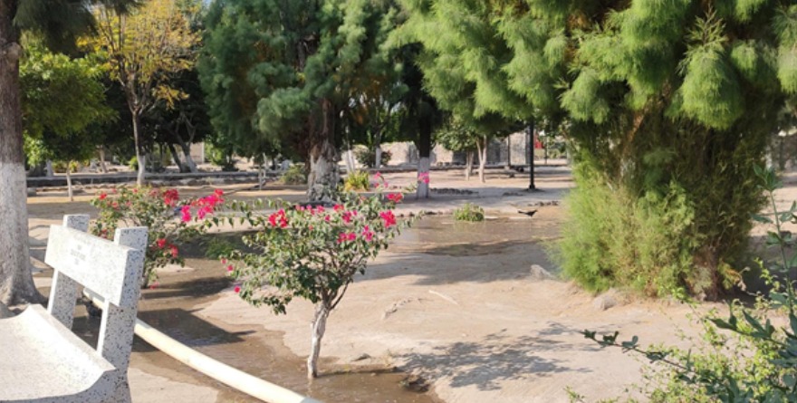 Rioverde: Mantenimiento de vegetación en Pastora