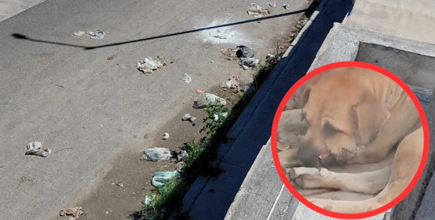 Autoridades municipales deben intervenir ante foco de infección y jauría agresiva