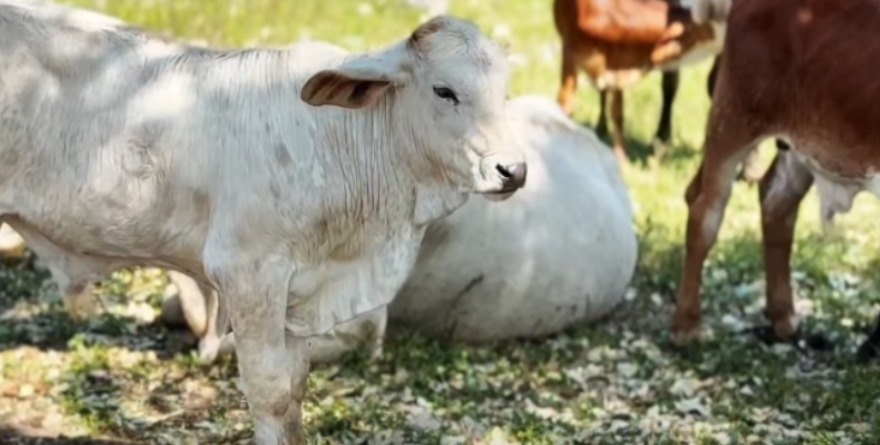 Santa Catarina: Avanza mejora genética ganadera
