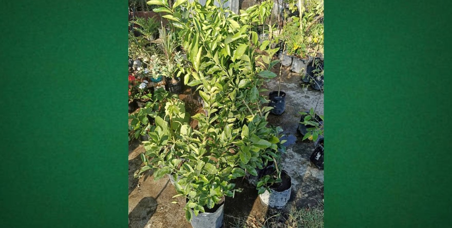 Moctezuma abre registro para árboles frutales a bajo costo