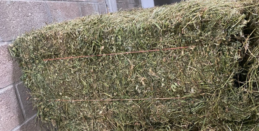 Entrega de alfalfa en Venado