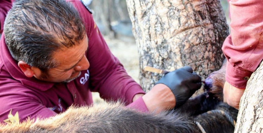 LLEGAN A 180 CASOS HUMANOS DE MIASIS POR GUSANO BARRENADOR