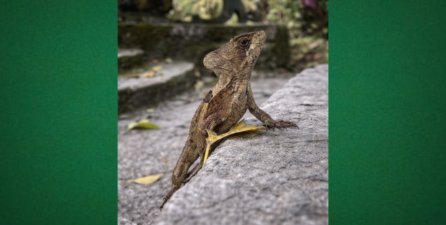 Lagarto habita el Jardín de Edward