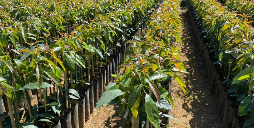 Impulsan reforestación en regiones del estado