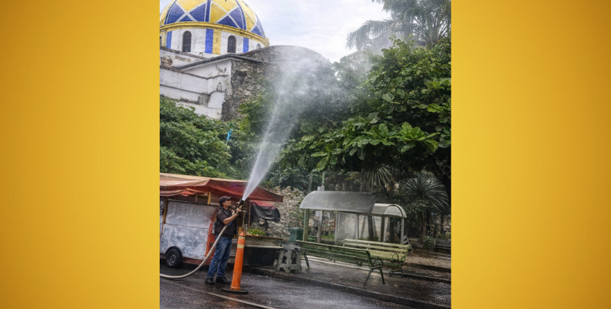 Exterminan abejas en vez reubicarlas