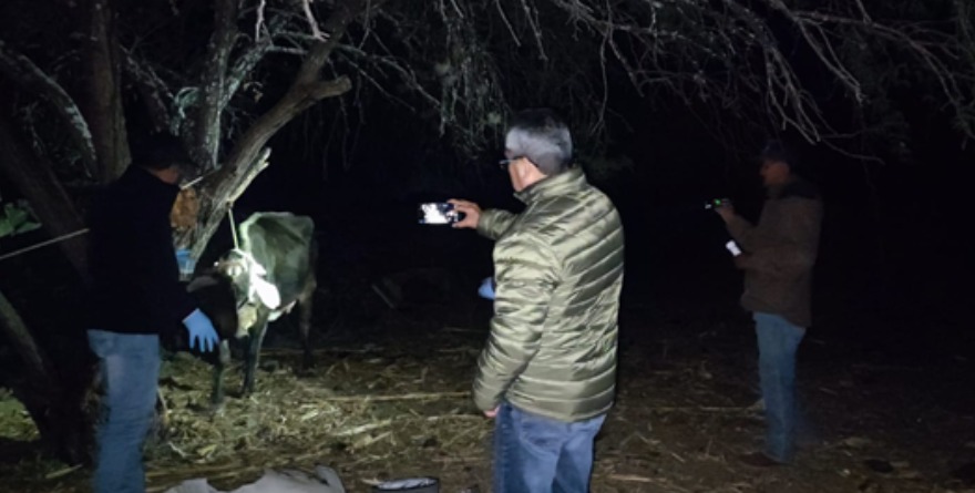 Detectan posible gusano barrenador
