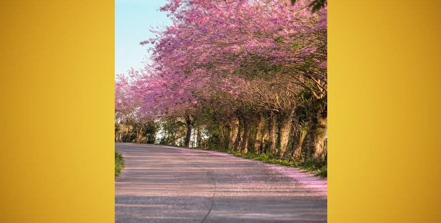 Primavera rosa en la Huasteca