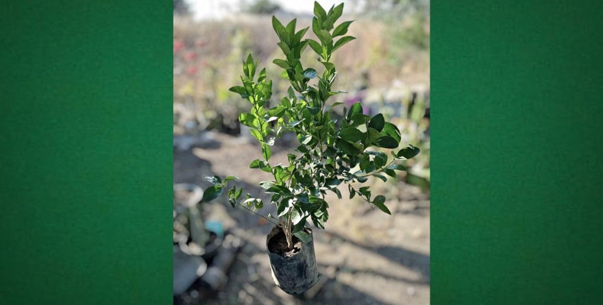 Venta de árboles frutales en Moctezuma