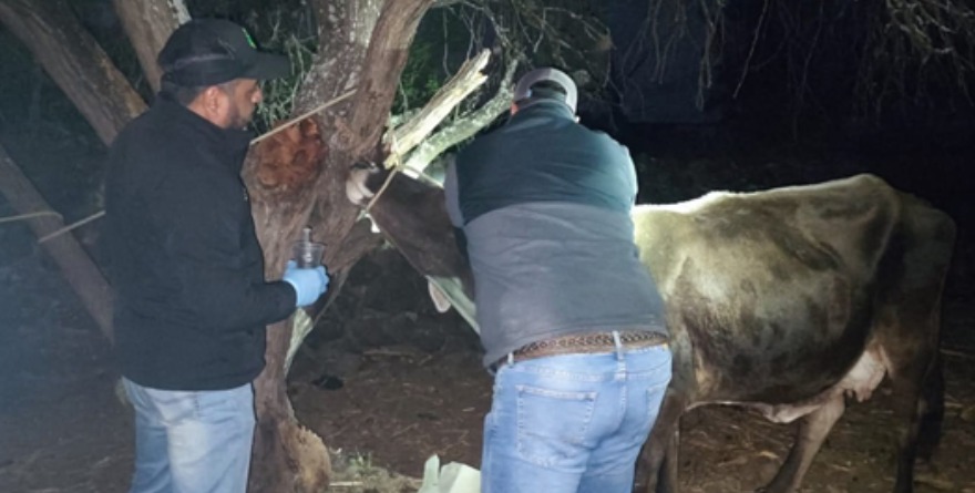 Gusano barrenador enciende alerta local.