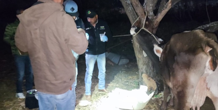 Brote de parásito infecta a humanos