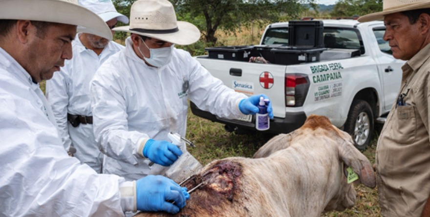 Continúa alerta por Barrenador