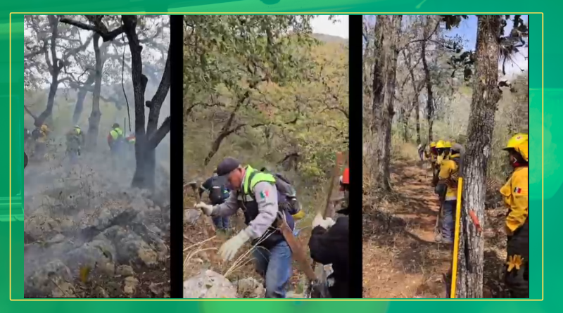 Incendio forestal controlado en Cd. del Maíz