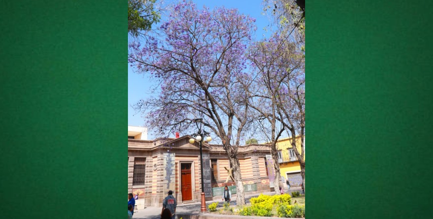 Jacarandas pintan de violeta la capital