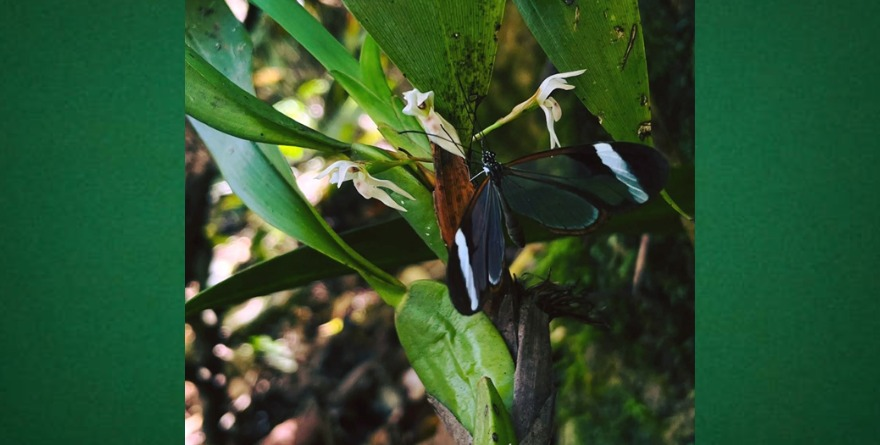 Las sutiles diferencias en Jardín Escultórico