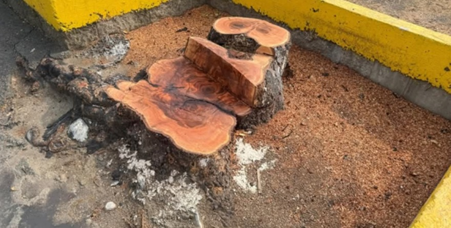 Valles autoriza poda y desaparecen árbol