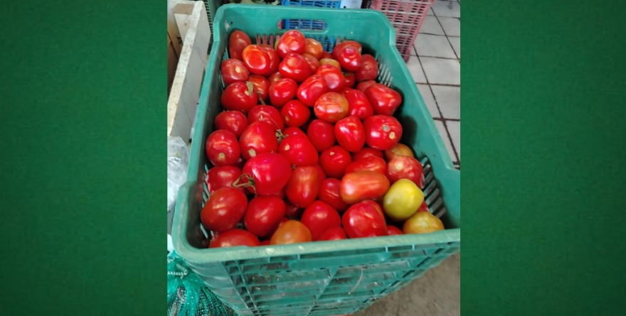 Precio del jitomate golpea a hogares