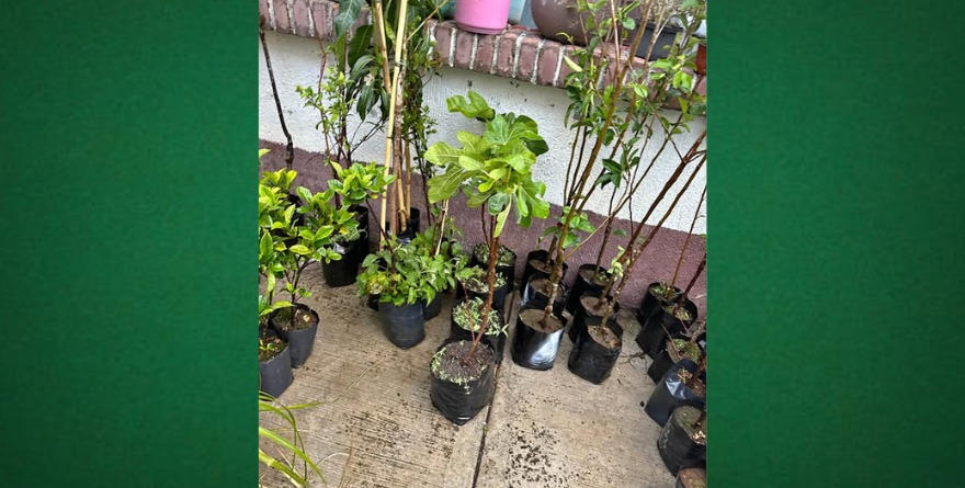 Venta de árboles frutales en Salinas