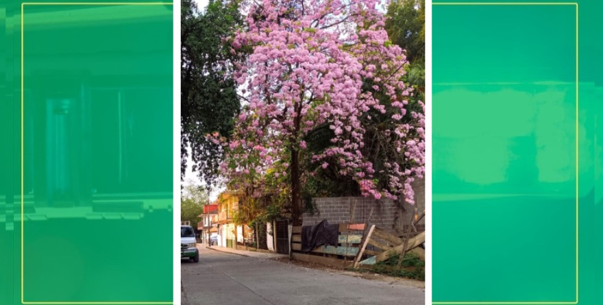 Flor primaveral