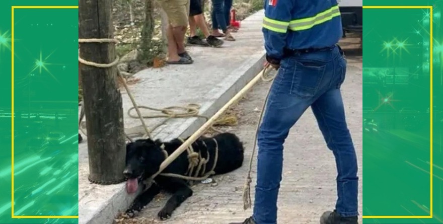 Canino ataca a niños en Valles