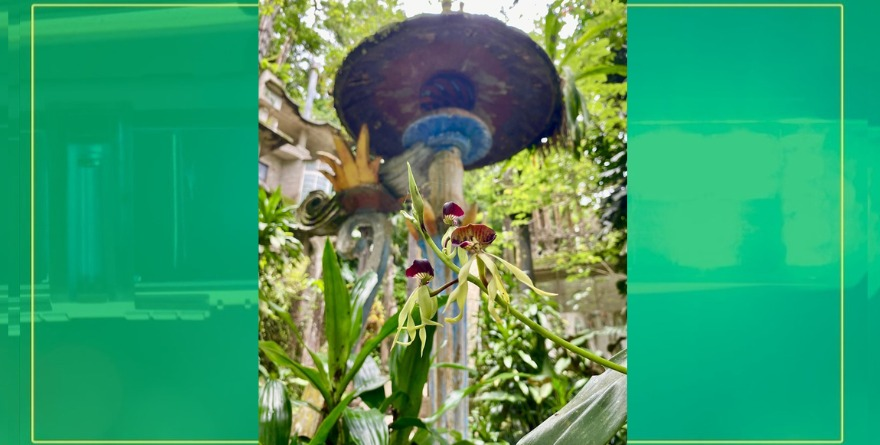 Orquídea florece entre arte surreal