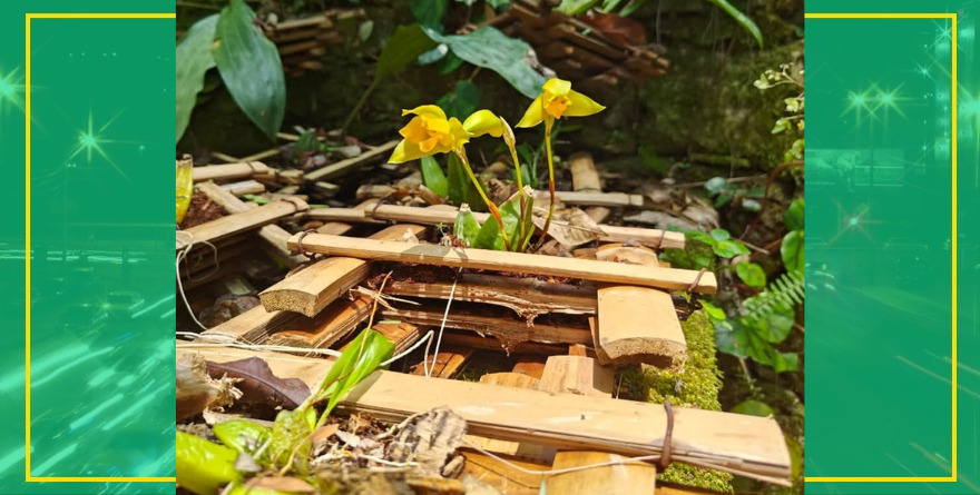 Jóvenes rescatan orquídeas en Xilitla