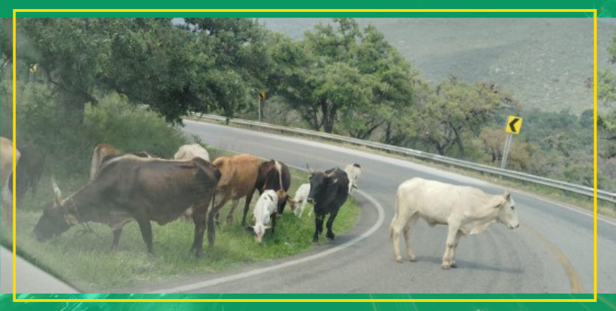 ¡Peligro hay vacas!