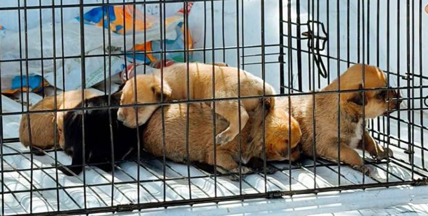 Ofrecen adopción para cachorros rescatados