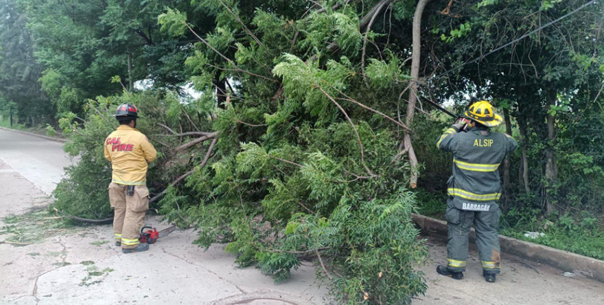 Retiran árbol en Ciudad Fernández