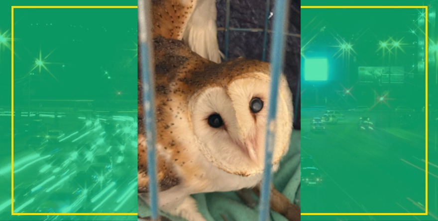 Rescate de fauna en San Ciro