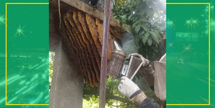 Rescatan abejas y protegen ecosistema