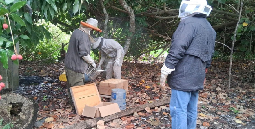 Trasiego salva miles de abejas