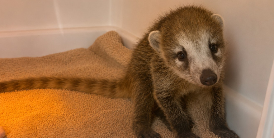 Mejora coatí rescatada