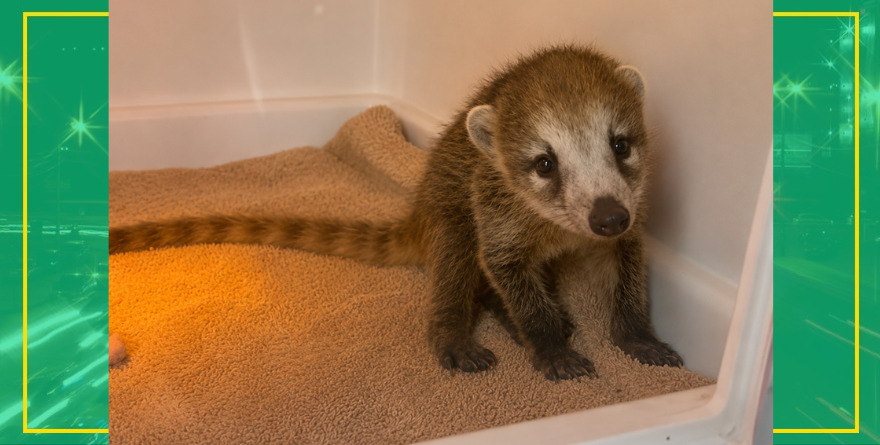 Mejora coatí rescatada