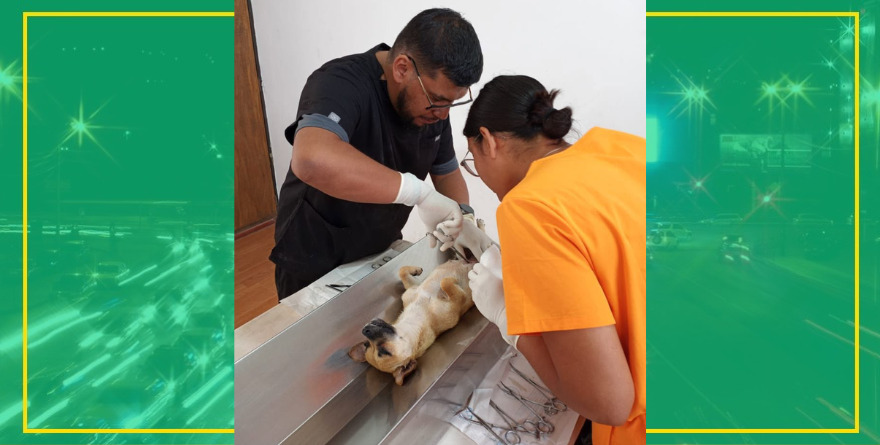 Realizan campaña de esterilización en Villa de la Paz
