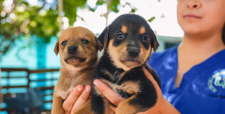 Buscan hogar para perros indefensos