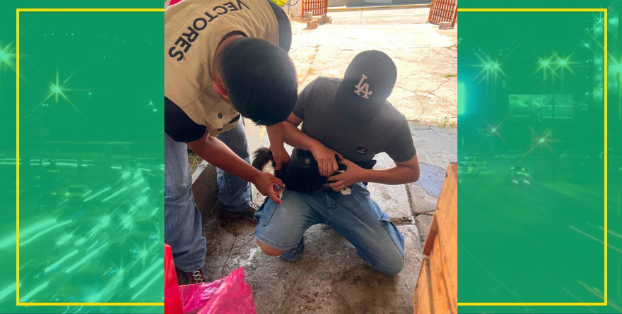 Vacunación antirrábica en Cerritos