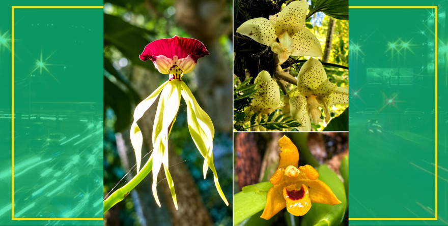 Orquídeas, legado de James