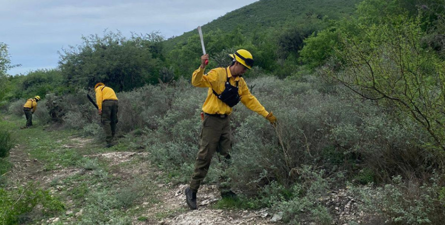 Brigadas blindan los bosques regionales
