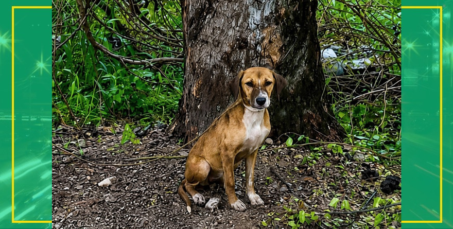 Abandonan a lomito en rastro de Tamuín